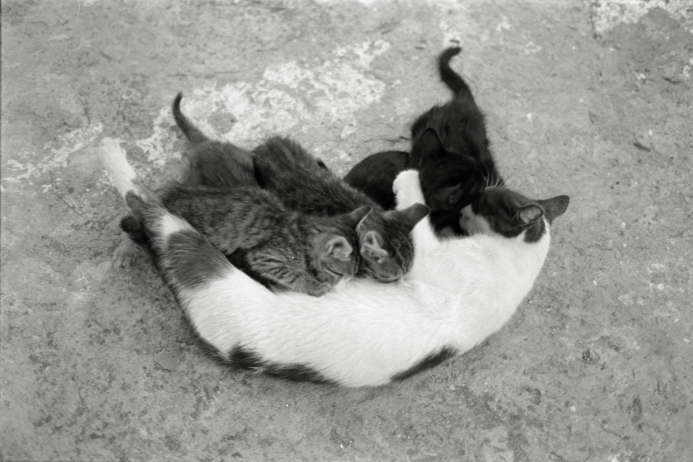 AHP F1991 09 003 sc240914 img13 NLP